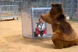Video gấu "tấn công" người thu hút người xem